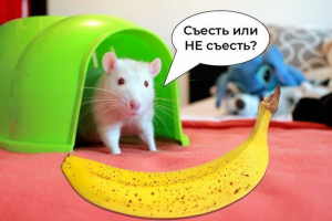 Чи можна годувати декоративний банан? Чи можна годувати декоративний банан?